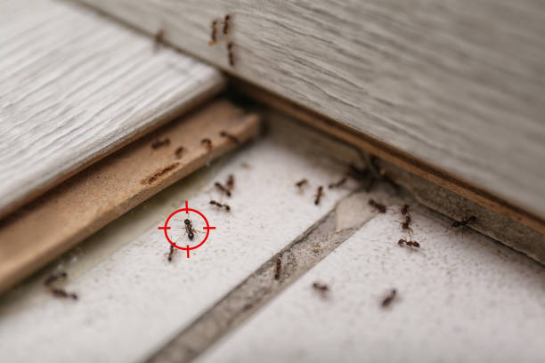Best Local Pest Control Services  in Indian Head Park, IL