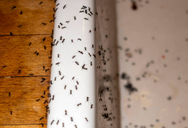 Pest Prevention Services in Indian Head Park, IL