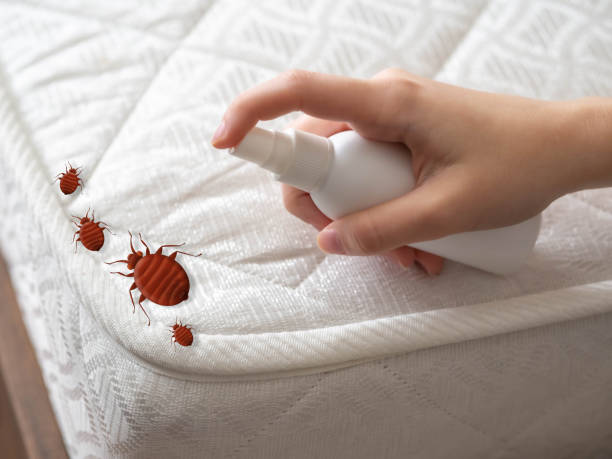 Best Emergency Pest Control  in Indian Head Park, IL