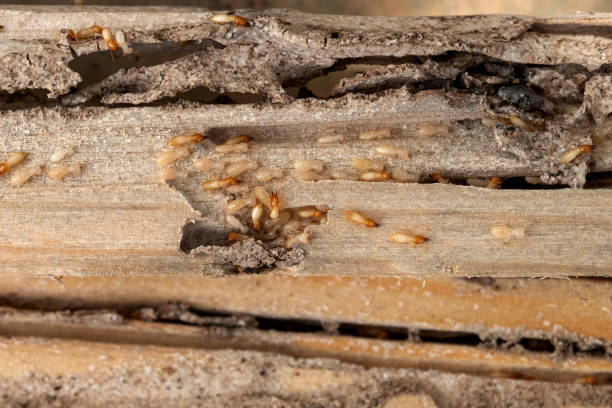 Best Mosquito Control Services  in Indian Head Park, IL